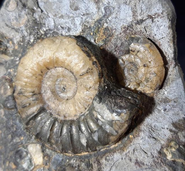 Asteroceras confusum SPATH 1925 - Bild © FossNet FossilienStore